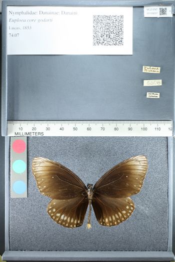 Media type: image;   Entomology 159257